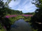 Miles River wildflowers