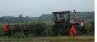 Harvesting corn in Hamilton