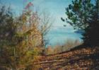 Peaking through the trees at Table Rock Lake