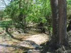 Back in the Woods in Forsyth