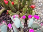 Spring flowers in Sun City