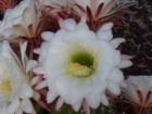 Spring Flowers