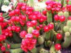 Spring Cactus Flowers