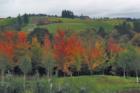 Picturesque vineyards surround McMinnville, lush and green in the summer and ablaze in th fall.