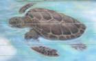 Turtle painting on the building at King's Seafood Restaurant, under the Port Orange bridge. After dinner, take a walk on the beach!