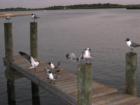 Sea gulls on dock under Port Orange bridge