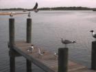 Sea gulls on dock under Port Orange bridge