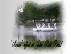 John Ball Park Zoo, GR, MI in Spring!  These large fake swans were enjoying a leisurely time on the lake!