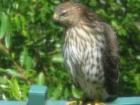Wood Ranch resident Hawk