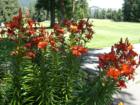 The Leavenworth Golf Course is beautifully landscaped for your pleasure, even during a bad round.