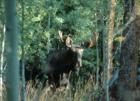 A moose in my backyard in Silverthorne