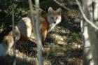 The fox spotted me and decided to leave
