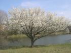 Crofton MD cherry blossoms 2007