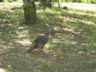 Black Point turkey