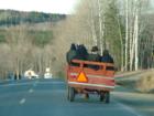 Up To Capacity Of The Horse Drawn Wagon!