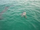 Shell Island Dolphins!