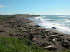Elephant seals at Piedras Blancas, great stop along Highway One in San Simeon