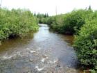 Dead Stream In Monticello!