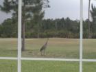 Sandhill Crane in my backyard