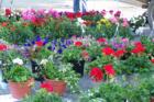 Fresh flowers at the Farmer's Market