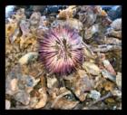 Take a sightseeing excursion from the marina in Murrells Inlet to "shell-hunt"... explore the area on a guided boat tour... I took this photograph from our trip.
      
      Pam Guthrie
      843-446-3444
      Seaside Realty
      "Life is Grand... On the Strand"