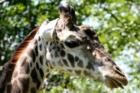 San Diego Zoo