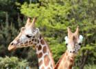 San Diego Zoo