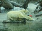 San Diego Zoo