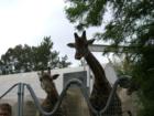 San Diego Zoo