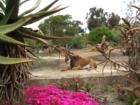 San Diego Zoo