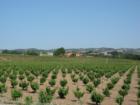 Though Paso Robles gets all the credit for being wine country Templeton which is right next to Paso Robles has a few vineyards of its own.