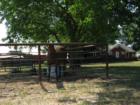 Horse on Rural / Residentially zoned property on Vineyard drive in Templeton California.