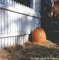 Come see the foliage and pick out a pumpkin from a local farm on the North Shore