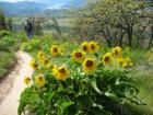 Arrowleaf Balsamroot at Tom McCall Nature Preserve with Columbia Gorge to the west.