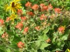 Paintbrush blooming at Tom McCall Preserve.