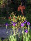 ASHEVILLE, N.C. Springtime and Iris at Sunrise