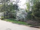 Beautiful dogwood trees