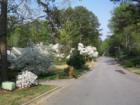 Mature trees make this a special neighborhood