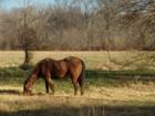 Horse grazes in a quiet meadow near Manheim, PA.