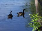 Geese enjoying a swim off Nicollet Island