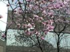 I have no idea what kind of tree this is, but its so gorgeous that I had to snap a pic of it. This is right outside of the Windwood Centre building on Lynnhaven Parkway.