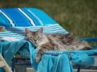 Life of a Florida Cat