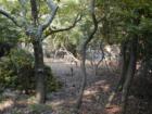 Deer, Fire Island Pines