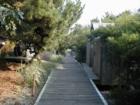Teal Walk, Fire Island Pines
