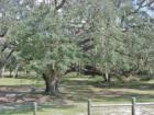 Live Oak Rolling Hills subdivision Marion County Florida