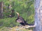 Bird on rainbow River Dunnellon FLorida