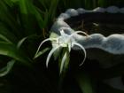 Beautiful, Intricate, and Hardy, Spider-Lilly (Hymenocallis pedalis): Amaryllidaceae are increasing in numbers.  I began noticing these wonderful residents several years ago. 