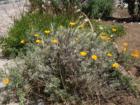 California poppies-These flowers marked the mission trails-These were photographed at the Mission in San Juan Capistrano.