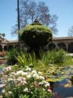 Fountain in Central Courtyard in all it's Spring splendor-Mission San Juan Capistrano