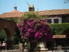 California Bougenvilla vine adorns the portico of the South Wing covered walkway-Mission San Juan Capistrano.